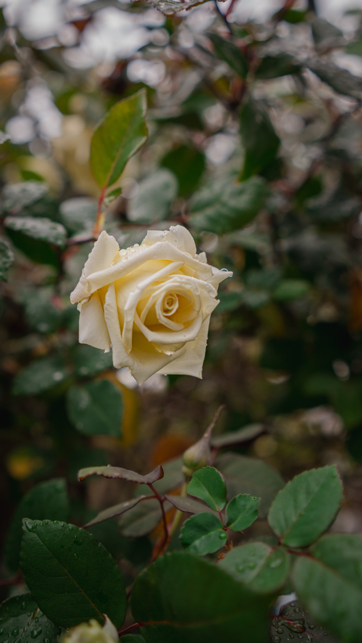Rosa y detalles botánicos de boda